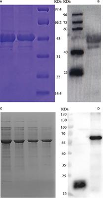 Protective efficacy of Toxoplasma gondii GRA12 or GRA7 recombinant proteins encapsulated in PLGA nanoparticles against acute Toxoplasma gondii infection in mice